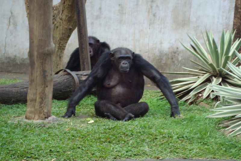 Sri Lanka, Colombo, Dehiwala Zoo